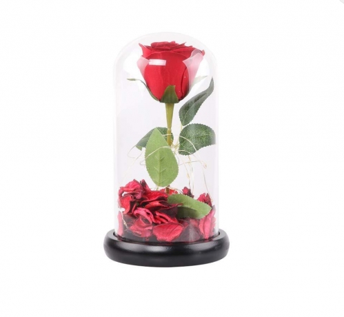 Beauty and The Beast Rose Review: Top Gift Choice?
