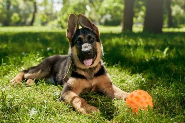 Black German Shepherd