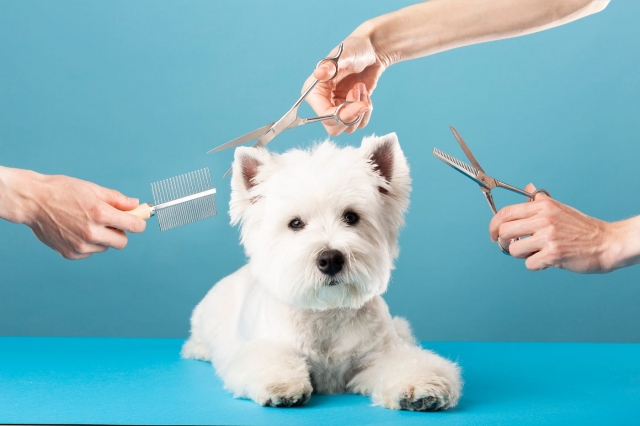 The Importance of Pet Grooming
