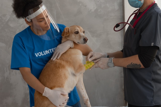 The Importance of Dog Booster Vaccinations: Keeping Your Canine Companion Safe!