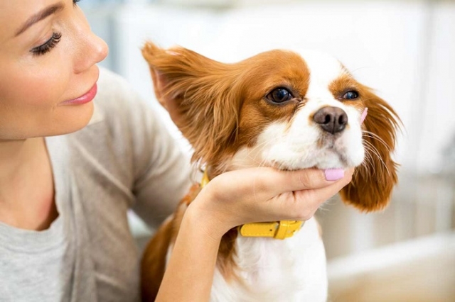 Why Should a Dog's Grooming Regimen Include Turmeric for its Ears