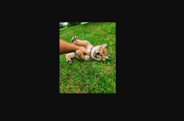 Puppy Shiba Inus Are Your New Best Friends.