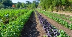Best Organic Farming Consultancy: A Guide to Sustainable Success