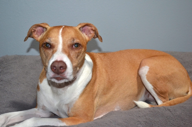 Responsibility of a Dog Groomer