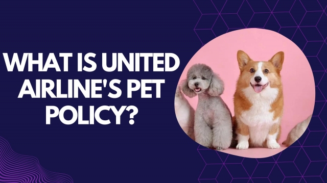 What is United airline's pet policy?