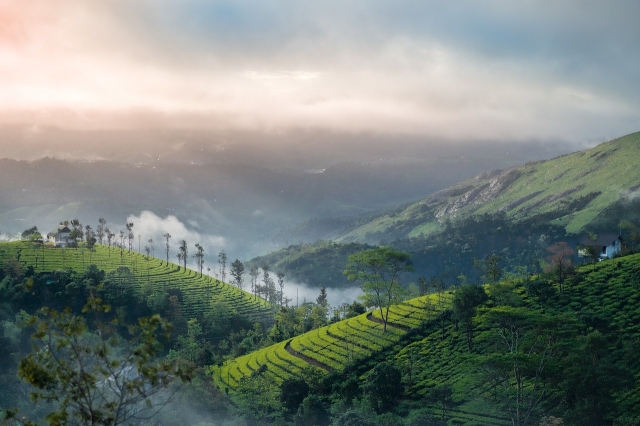 Kerala Tour Packages from Indore - A Journey Like No Other