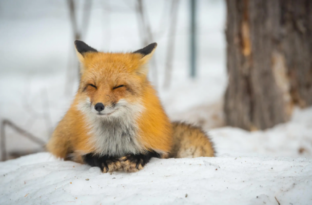 Facts About Animal Energy Healing Words
