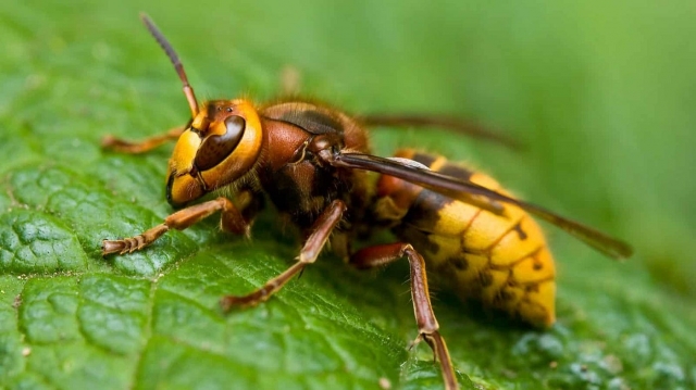 Top 10 Reasons to Hire a Professional Bee Exterminator in Stamford