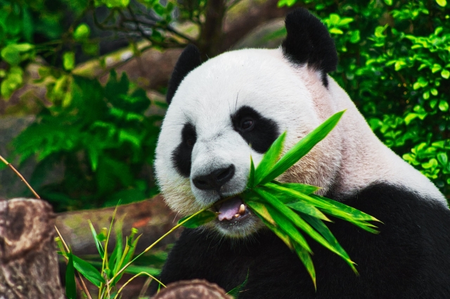 Panda bear eating 