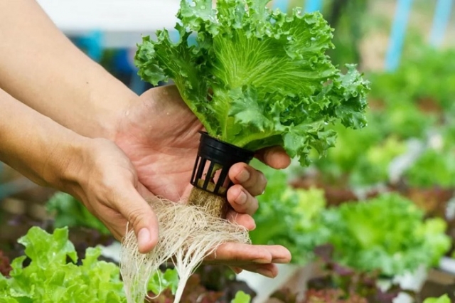 How Can Suppliers Maintain Year-Round Premium Quality of Leafy Greens