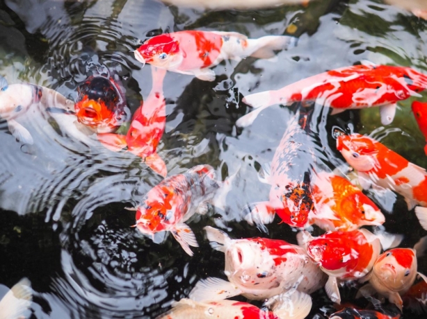 Repair or Replace? Making the Right Decisions for Your Pond