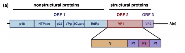 Norovirus VLP Antigens to Support Vaccine Research