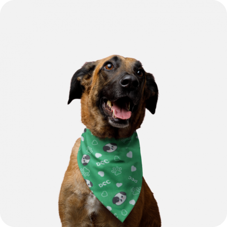 Understanding Heartworm Disease in Dogs: Causes, Symptoms, and Prevention
