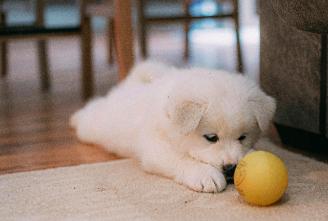 Essential Puppy Health Care Tips for First-Time Pet Owners