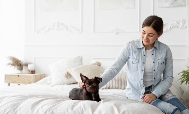 Train Your Dog to Use a Dog Bed