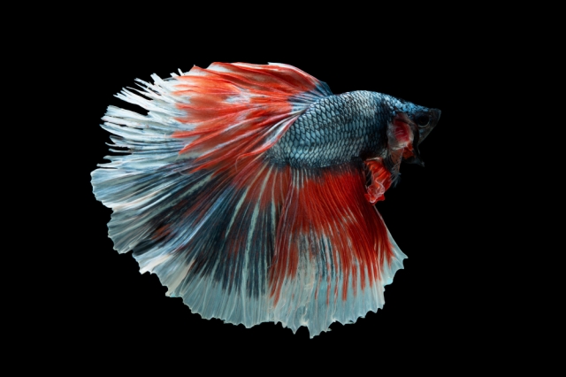 Premium Quality Betta Fish for Sale Online Vibrant Healthy Selection Available