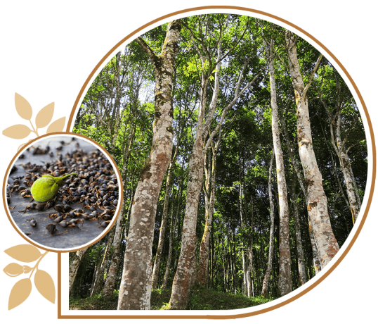 Discover the Essence of Luxury with AgarVietnam: Your Premier Agarwood Export Partner