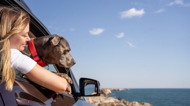 Unique dog accessories for travel and adventur