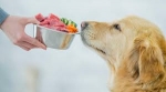 Benefits of Adding Nutrient-Dense Foods to Your Pet's Diet