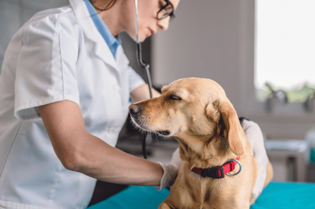 The Rise of Online Vet Consultation: How ThePetNest is Transforming Pet Care