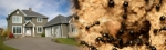 Effective Pest Control Solutions in Vancouver