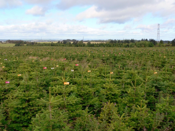The Role of Wholesale Christmas Tree Distributors in the UK Market