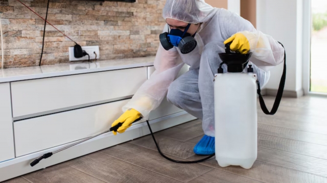 Explain Why Pest Control Should Not Be a DIY Activity