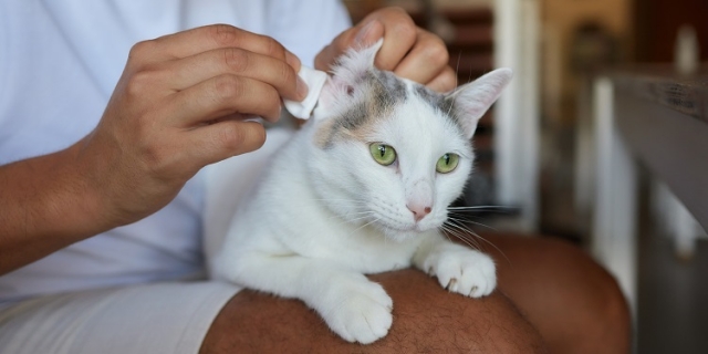 How Do You Choose the Right Ear Mite Medicine for Your Cat