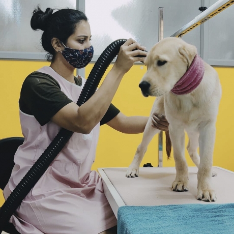 Dog Grooming in Hyderabad by ThePetNest: Ultimate Care for Your Furry Friend