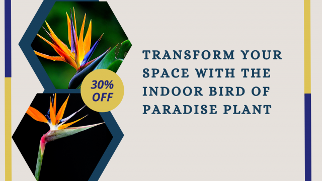 Transform Your Space with the Indoor Bird of Paradise Plant