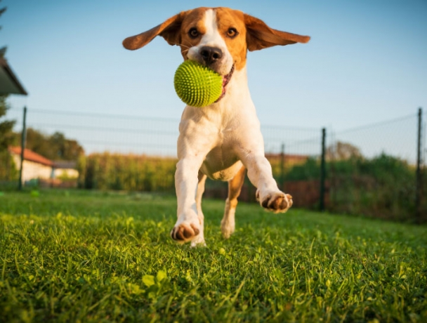 Dog Boarding in Delhi: The Ultimate Care for Your FurryFriend