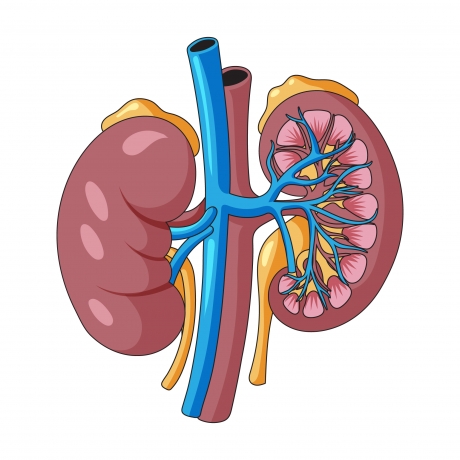 Leading kidney care- Dr.Rathoon’s Speciality Centre