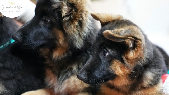 German Shepherd Puppies for Sale: How Do You Choose the Perfect One?