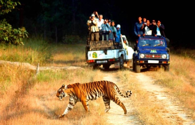 Book Your Ultimate Corbett Safari Adventure at Dee Fellow Resorts Today