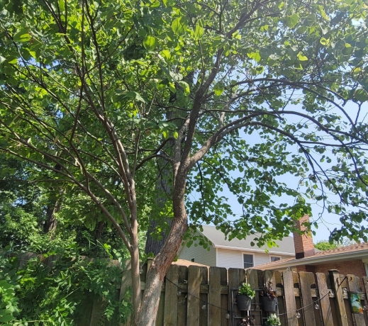 Enhance Your Outdoor Environment with Professional Tree Services