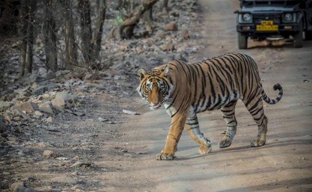 Golden Triangle Tour with Tiger Safari: A Perfect Blend of Culture and Wildlife Adventure