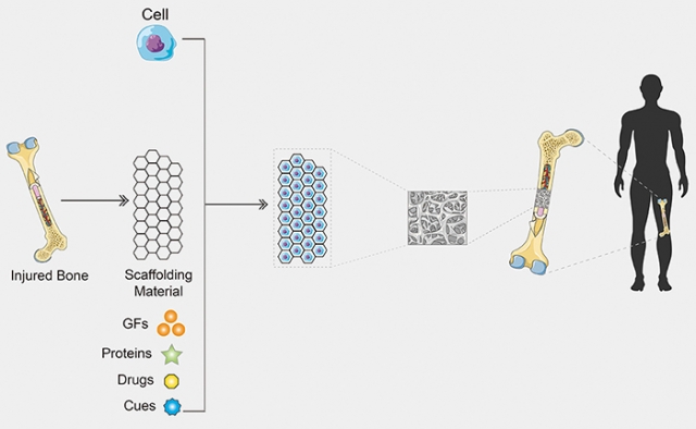 Organoid Construct Kit to Advance Drug Discovery