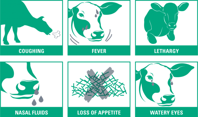 Bovine Respiratory Disease Treatment Market Size and Growth Forecast 