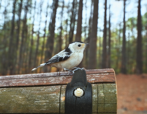 What Are The Smallest Birds in Michigan? - 6 Key Species To Look For