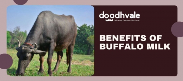 Buffalo Milk for Stronger Bones: The Calcium Advantage