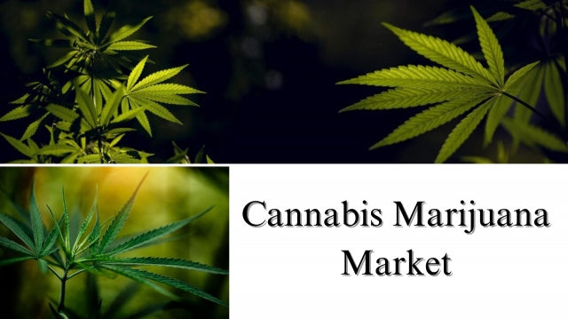 Cannabis Marijuana Market Size, Share, Report Analysis by 2032