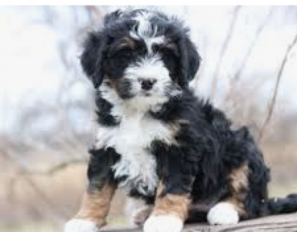 Bernedoodle for Adoption: Your Perfect Family Companion