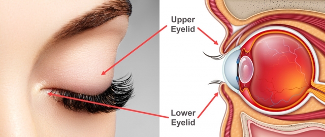 The Best Eyelid Surgery Doctor in Riyadh: How to Find the Perfect Match