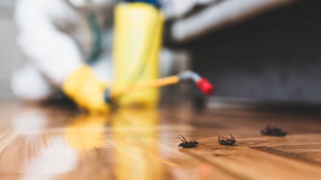 Surviving the Invasion: My Search for the Best Roach Exterminator in DC