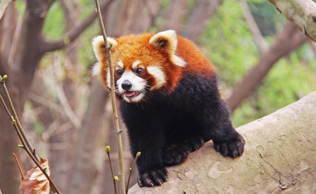 The Red Panda