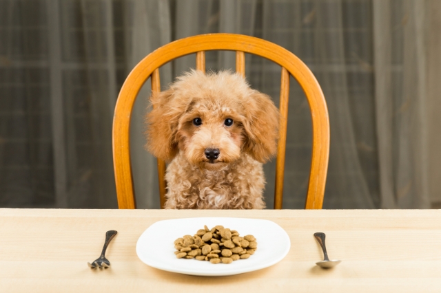 How To Choose a Proper Dog Food Container