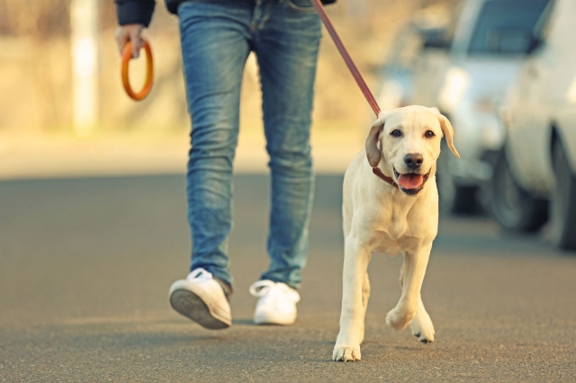 Discover the Best Pet Walking in North Las Vegas, NV: A Comprehensive Guide