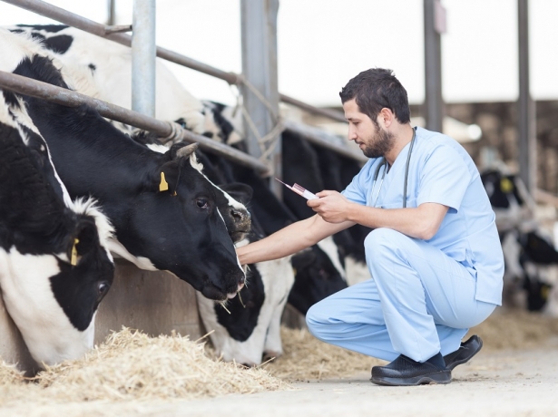 Livestock Vaccines Market Size and Growth Forecast : Top Manufacturers,Future Developments,Regional Analysis.