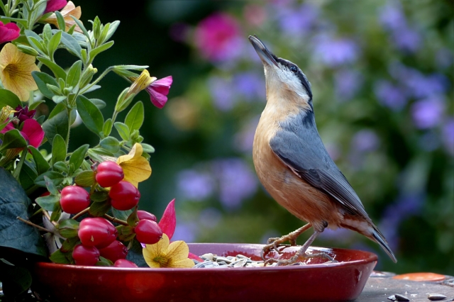 4 Tips for Designing a Backyard Your Kids Will Love