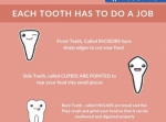 Every Tooth Has a Role to Play! Prodental Clinic in sydney